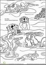 Sea Otter Coloring Otters Pages Color Worksheets Cute Sheets Worksheet Education Kids Monterey Facts Animal Alphabet Printable Adults Lunch Visit sketch template