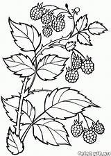 Berries Raspberries sketch template