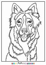Collie Border Coloring Pages Color Drawing Getdrawings Getcolorings Printable sketch template