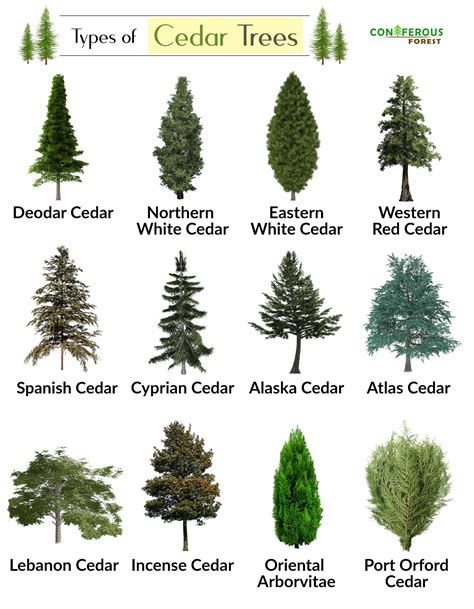 cedar tree facts types identification diseases pictures