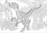 Coloring Dinosaurs Velociraptor Dinosaur Pages Adult sketch template