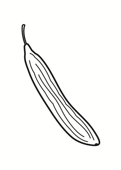 coloring page cucumber  printable coloring pages img