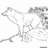 Loup Zoo Coloriages Imprimé Ludinet sketch template