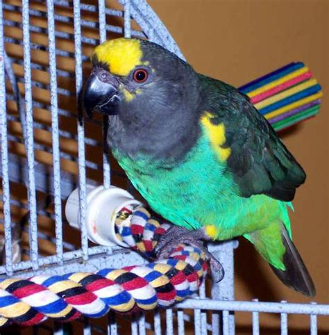 green  yellow parrot sitting  top   bird cage    toy