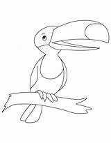 Toucan Bestcoloringpagesforkids Albatross Rainforest sketch template