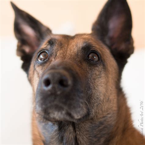 malinois belgischer schaeferhund foto bild tiere haustiere hunde