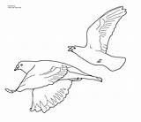 Coloring Seagulls Volando Pajaros Pigeons Silhouettes Phoenix Aliya sketch template