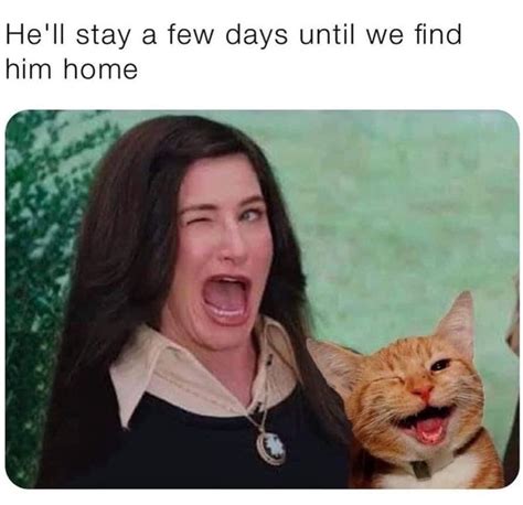 45 memes tweets and funny pics for some easy amusement funny cat memes