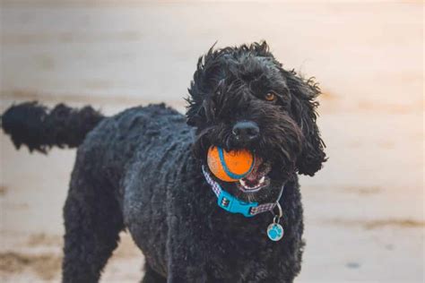 top   companion dogs lens  leash