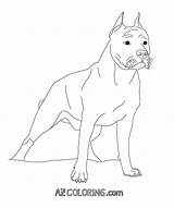 Coloring Pages Pitbull Pit Line Realistic Drawing Pitbulls Bull Bulls Printable Colouring Getdrawings Comments Getcolorings Coloringhome Pag sketch template