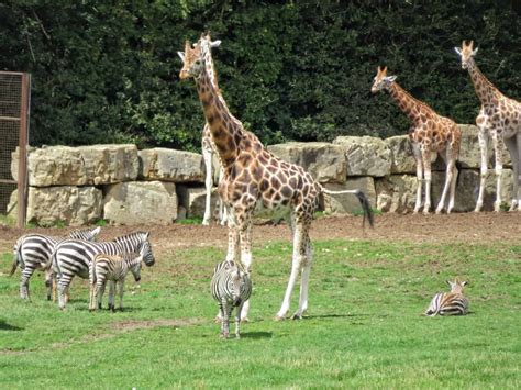 longleat safari park review  family day  plutonium sox