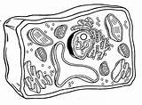 Cells Celula Procariota Mitochondria Vegetal Unlabeled Biology Célula Celular Venn Eucariota Membrana Biologycorner Celulas Células Procariotas Eucariotas Webdelmaestro sketch template