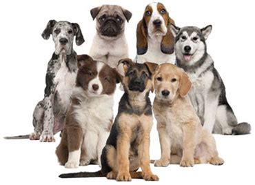 dog breeds  dog breed profiles large  small dog breeds