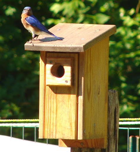 bird   cardinal bird house dimensions