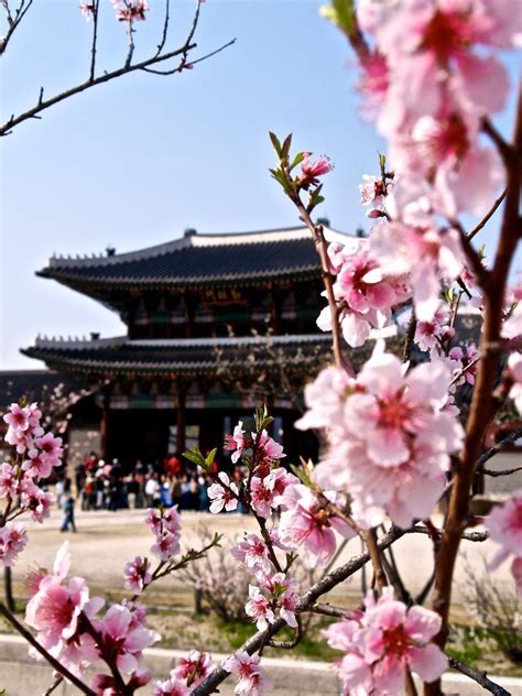 Cherry Blossoms South Korea Seoul Korea Travel Korea