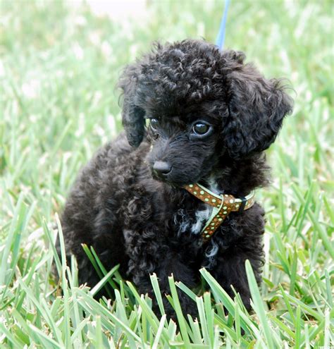 poodles wallpaper toy poodle  affenpinscher dogs wallpapers