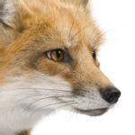 fox idioms esl gold