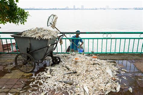 hanoi vietnam oct   pile  dead fish laying  ground collected  polluted water
