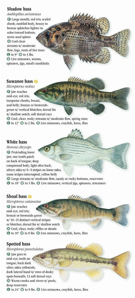 alabama freshwater fish identification chart  xxx hot girl