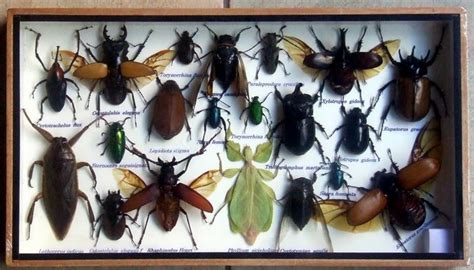 fine exotic insect collection  display case  catawiki