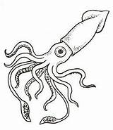 Squid Giant Coloring Drawing Pages sketch template