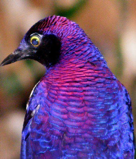beautiful purple blue bird
