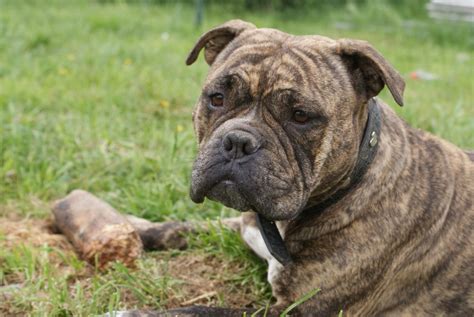 englisch bulldog foto bild tiere haustiere hunde bilder auf