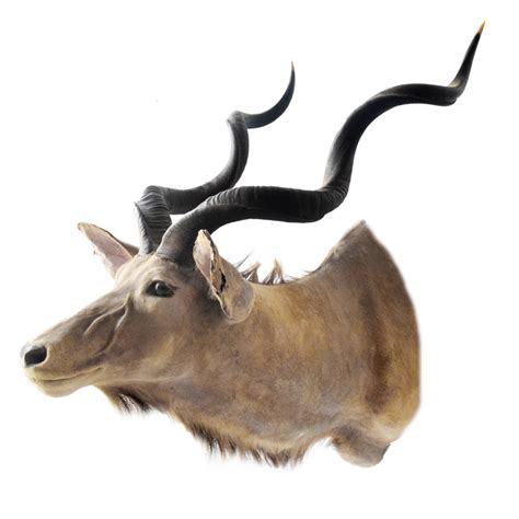 greater kudu  horns taxidermy mounts  sale  taxidermy