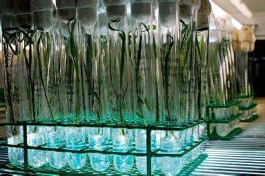 seedbuzz tissue culture  boon   bane