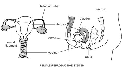 labeled diagram of the female reproductive system external and side view jdy ramble on