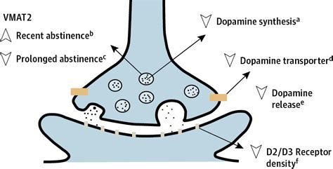 association of stimulant use with dopaminergic alterations substance