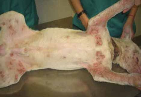 guide  canine skin diseases conditions pictures dog