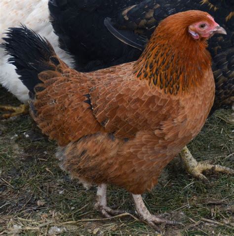 heritage chickens    breeds backyard chickens learn   raise chickens