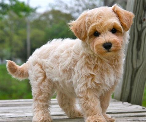 maltipoo maltese  poodle info temperament lifespan grooming puppies pictures