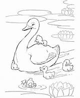 Farm Ducks Designkids 출처 sketch template