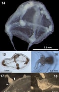 Afbeeldingsresultaten voor "cirrholovenia Tetranema". Grootte: 120 x 185. Bron: www.researchgate.net