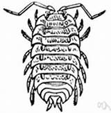 Isopoda Clipart Clipground Sow sketch template