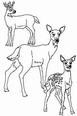 Deer Coloring Color Pages Animals Animal Print Sheets Gif Back sketch template