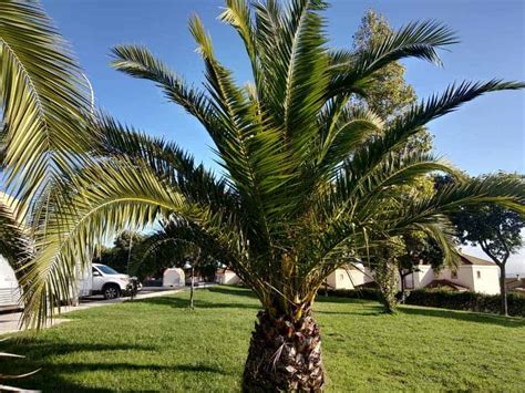 palm tree types