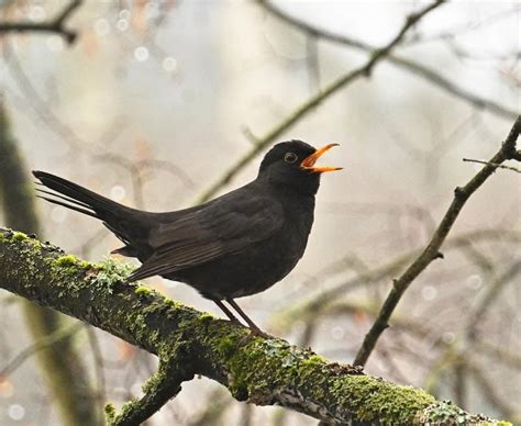 common blackbird song calls wildlife sounds  wild ambience