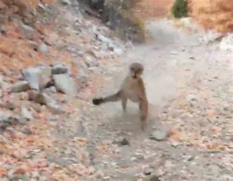 Cougar Follows And Lunges At Utah Hiker In Terrifying Six Minute Video