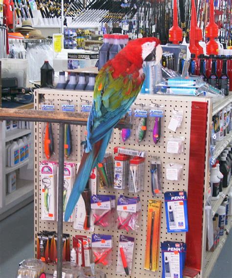 parrot  store