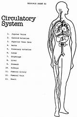 Coloring Circulatory System Pages Kids Clipart Diagram Human Print Printable Biology Drawing Coloringhome Anatomy Sheets Diagrams Popular 4th Gif Webstockreview sketch template