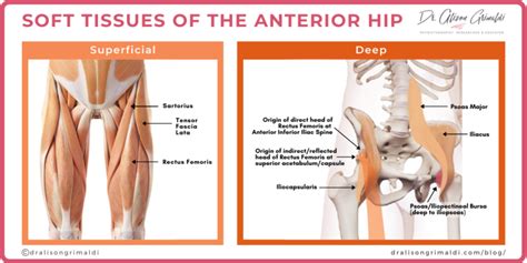 Differential Diagnosis Of Anterior Hip Pain Soft Tissue