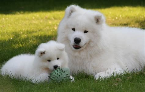 top  fluffiest dog breeds   floofed barkpost