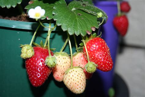 multiply strawberry plant  mengembang biakkan strawberry aries kitchen