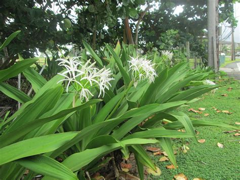 garden notes  hawaii hawaii spider lily crinum asiaticum crinum
