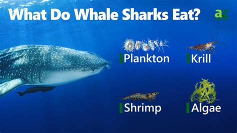 whale sharks eat  diets explained az animals