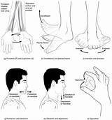 Movements Body Anatomy Movement Synovial Types Joints Special Joint Biology Physiology Flexion Gliding Angular Hand Supination Human Names Muscle Forearm sketch template