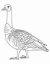 Goose Gans Geese Ausmalbilder Malvorlagen sketch template